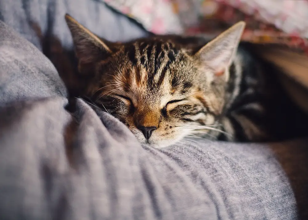 chaton mignon qui dort sur le canapé