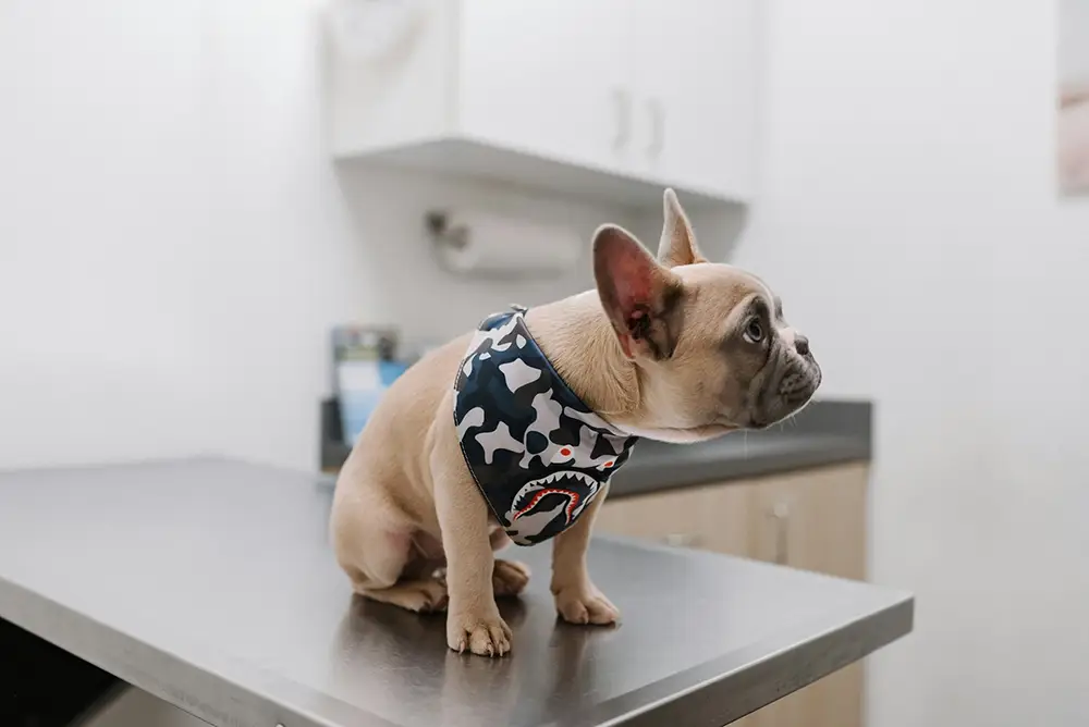 Bouledogue Français portant un foulard attend sur une table de vétérinaire