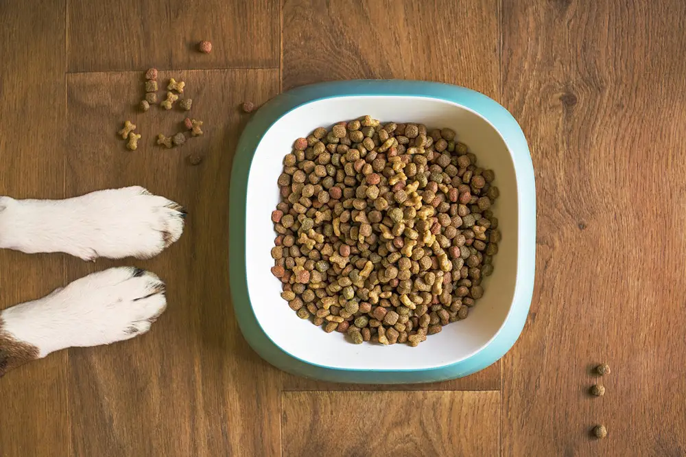 Pattes d'un chien devant des croquettes bio dans un gamelle