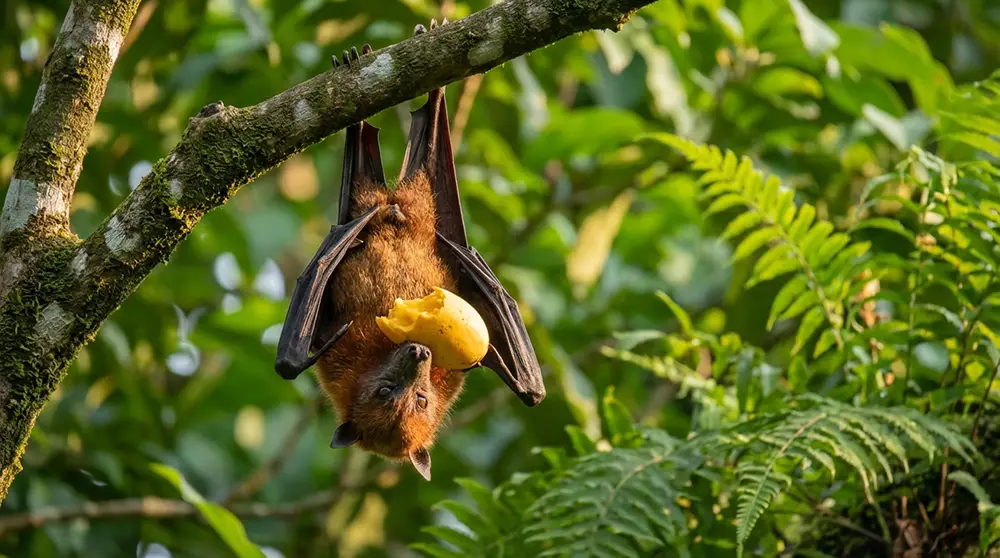 Photo documentaire d'une chauve-souris Pteropus (renard volant) dans son habitat naturel tropical